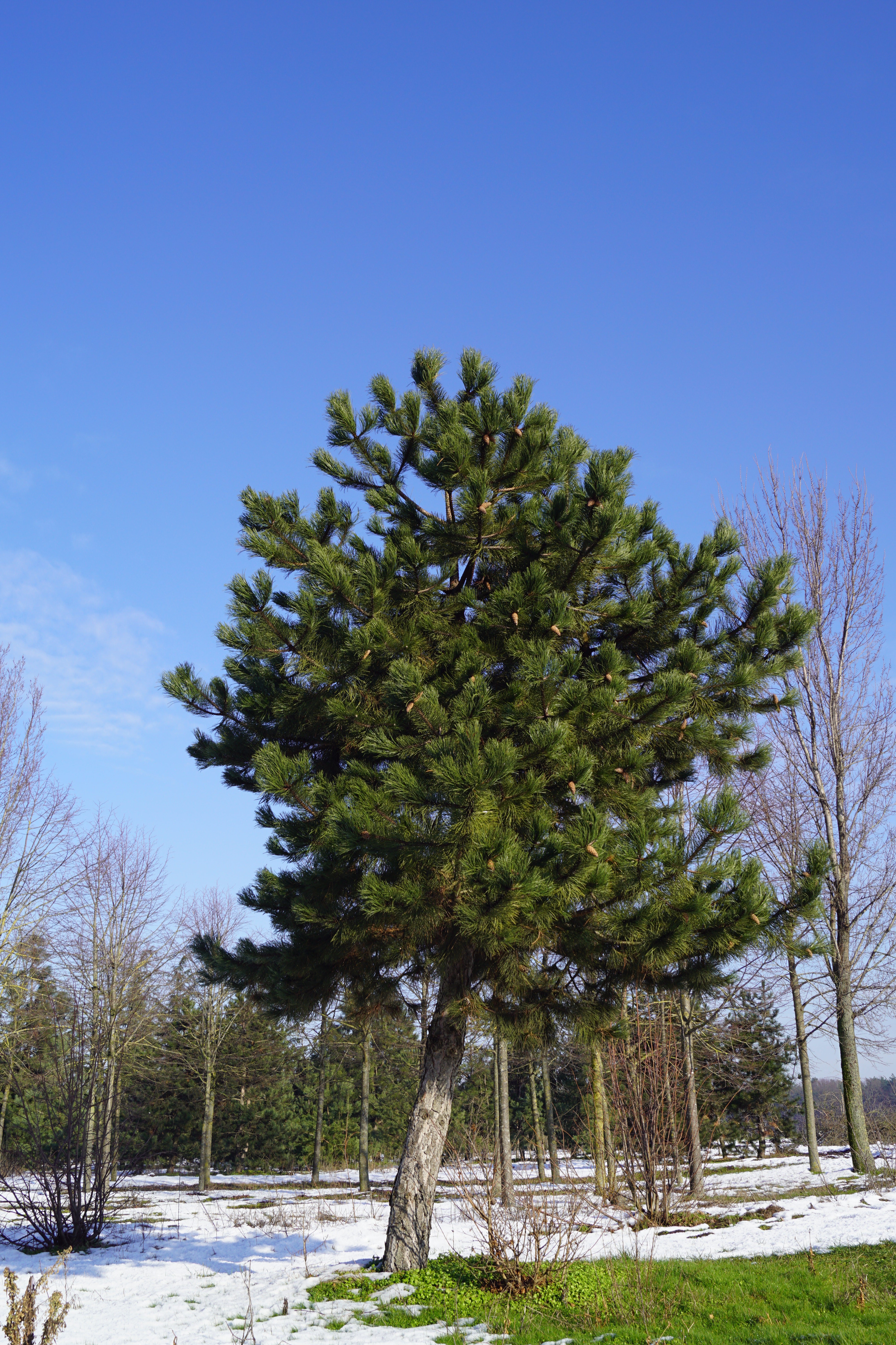 Pinus nigra nigra_22